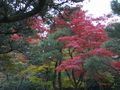 銀閣寺庭園で見た紅葉。その1